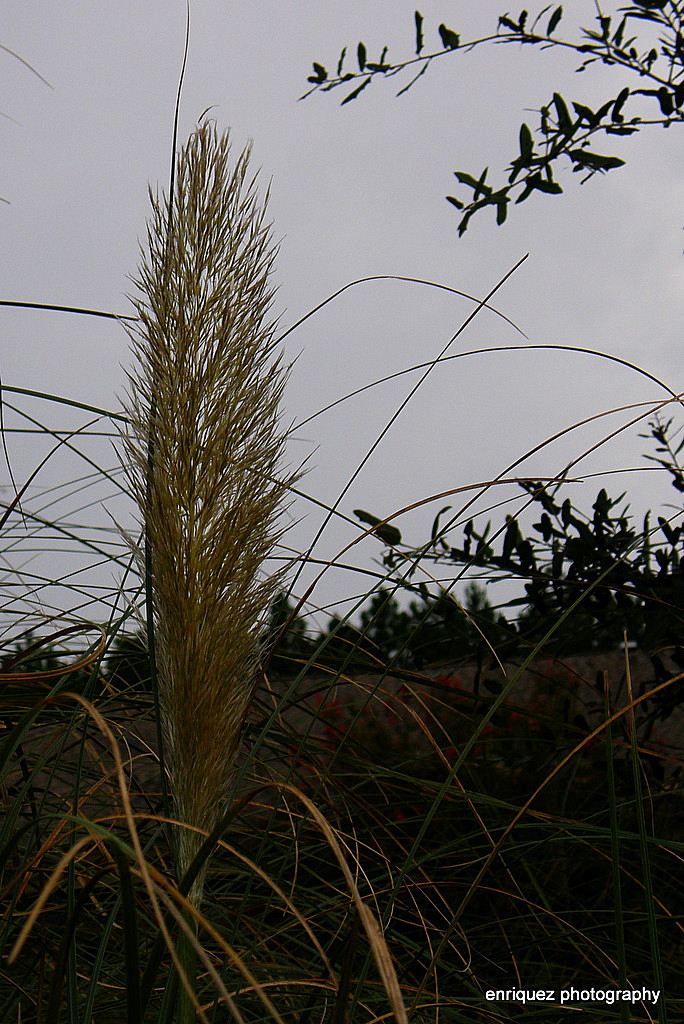 PAMPAS GRASS