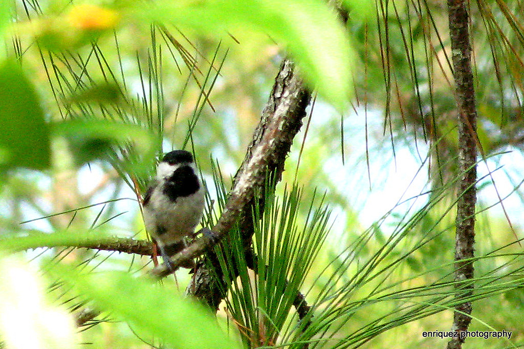 Carolina Chicadee