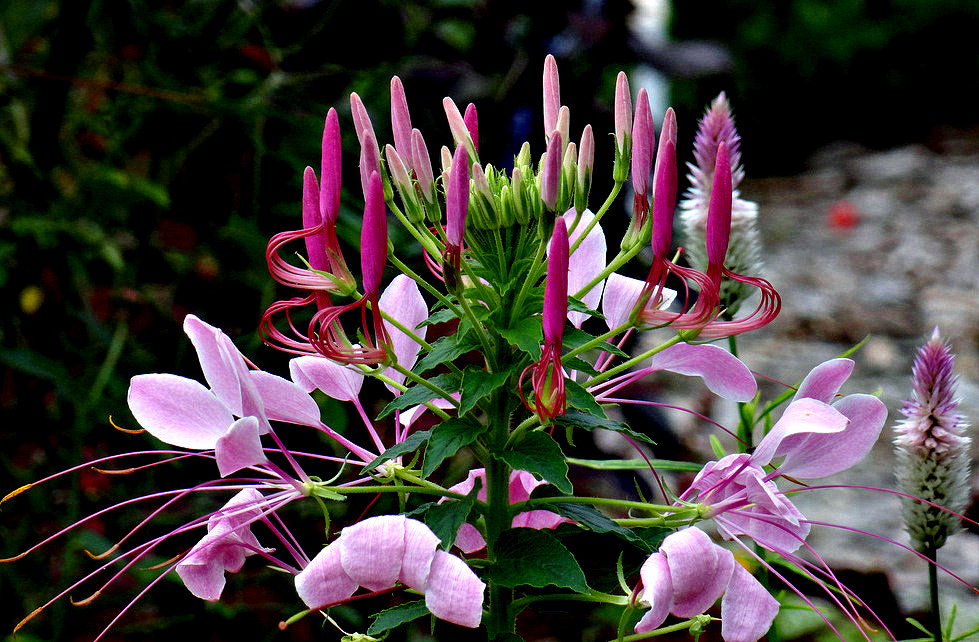 CLEOME