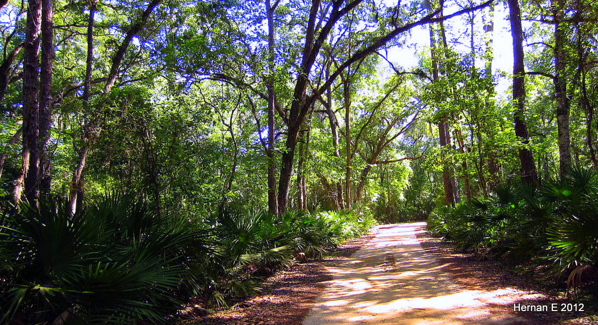 dirt road to a pond