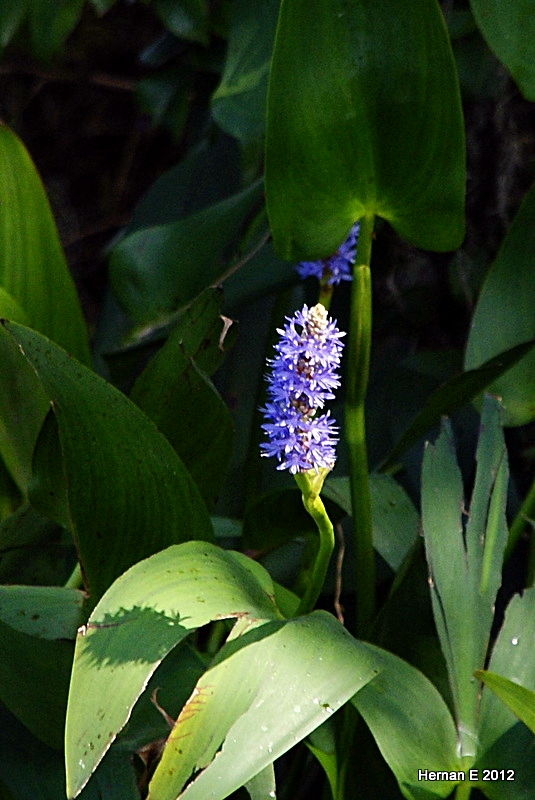 WATER HYACINTH IN BLOOM