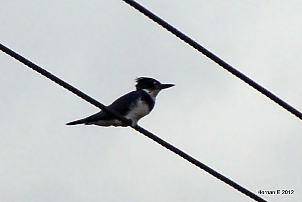 BELTED KINGFISHER