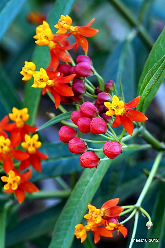 MILKWEED