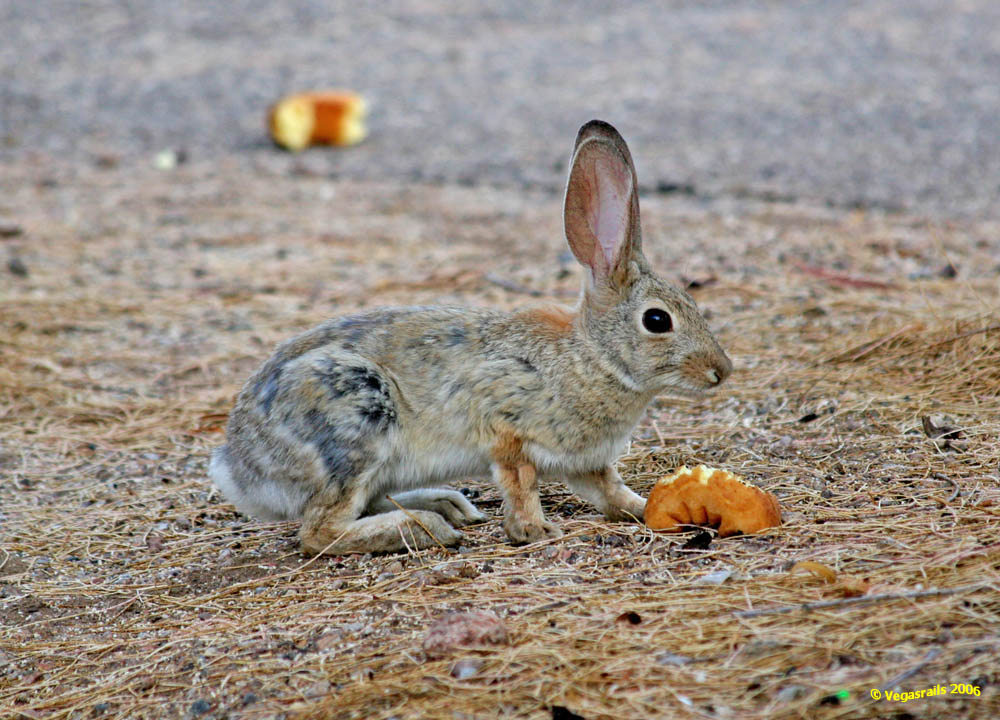 Cottontail