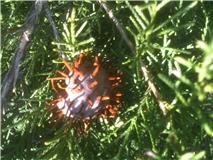 spike growth on tree.jpg