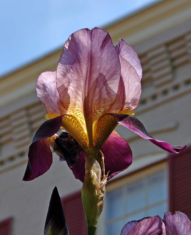 Glowing iris