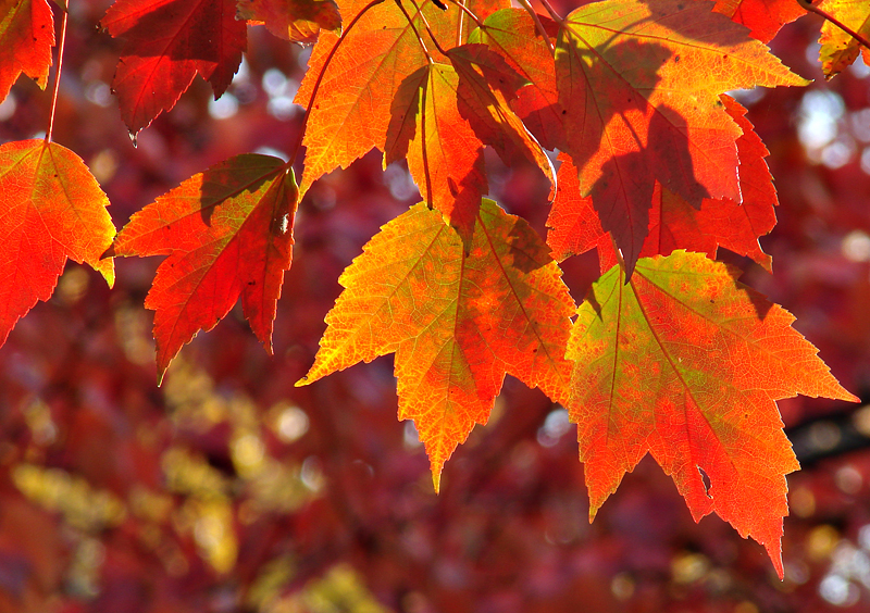 Seasonal Pattern