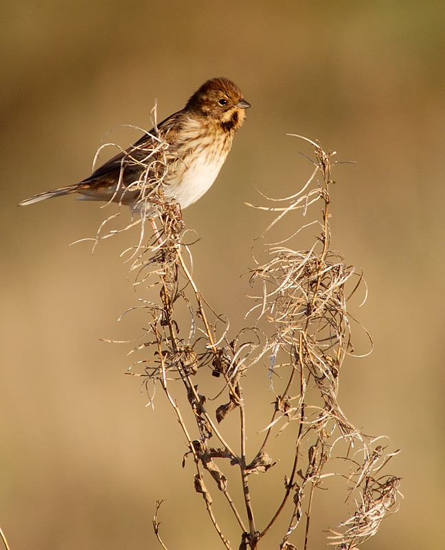 Reed Bunting