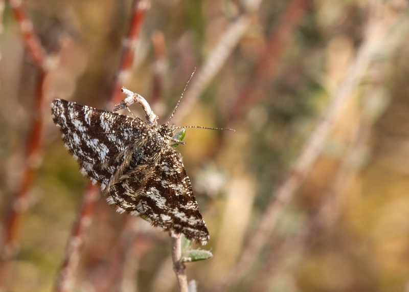Latticed Heath