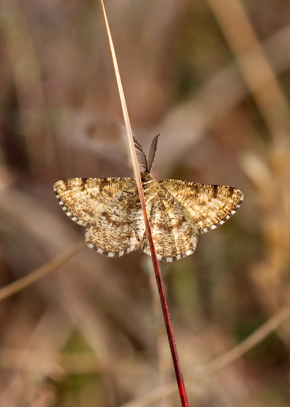 Common Heath