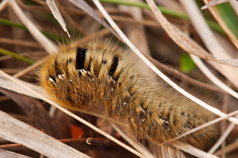 Oak Eggar moth caterpillar