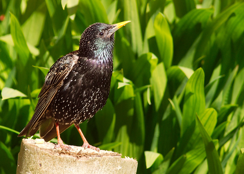 Starling