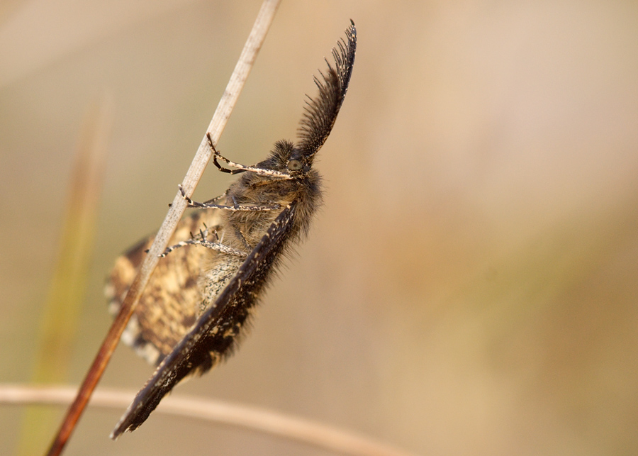 Common Heath