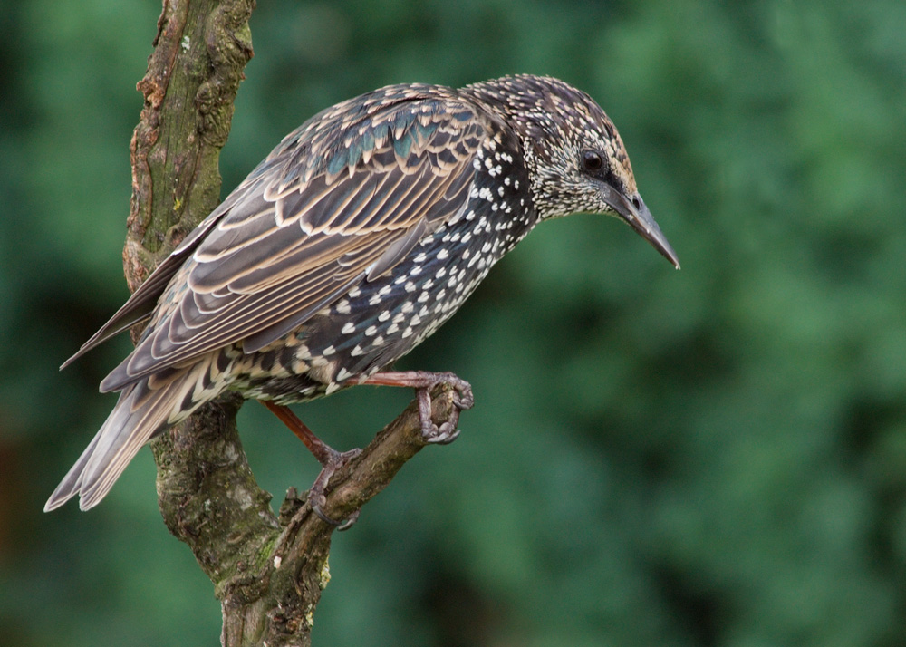 Starling