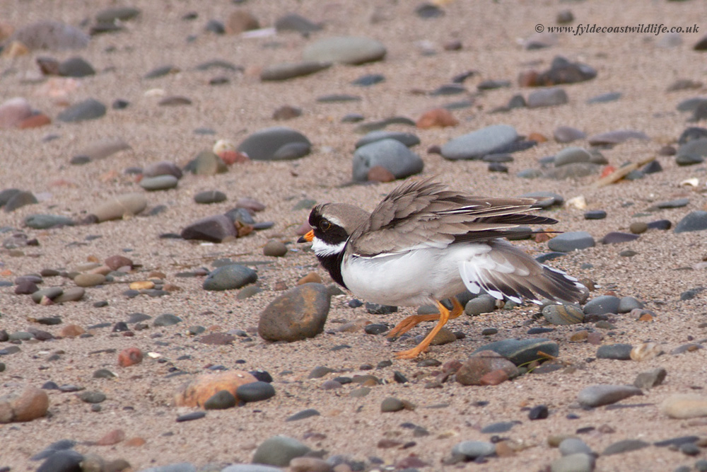 Ringed Plover