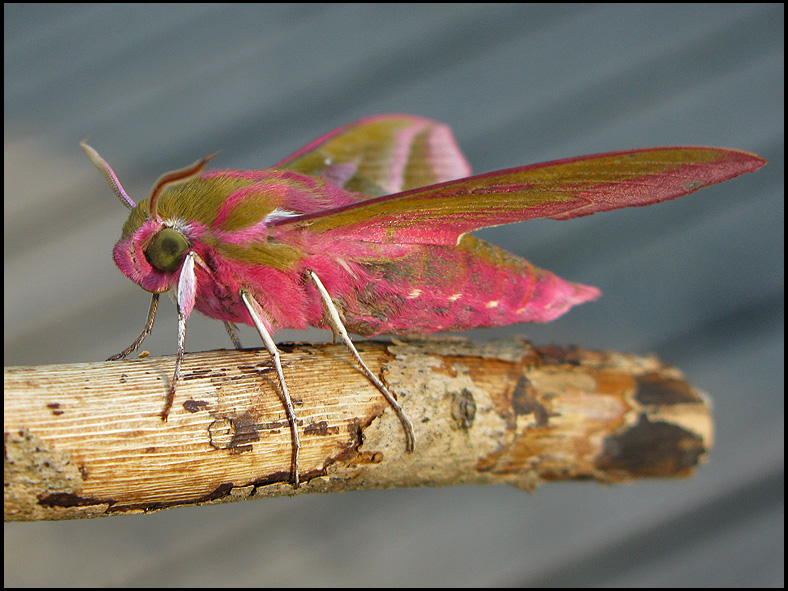  Allmn snabelsvrmare - .Deilephila elpenorjpg