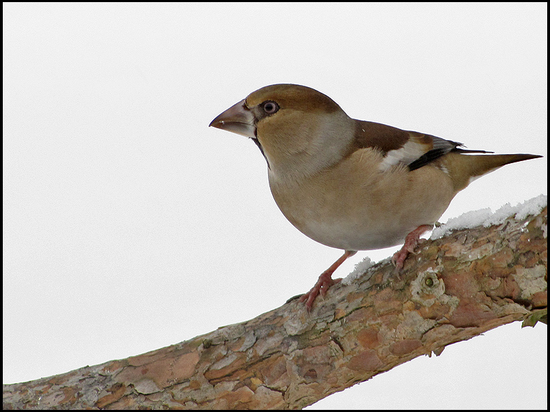 Hawfinch  - Coccothraustes coccothraustes - Stenknck.jpg