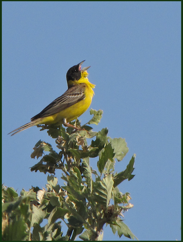 Black-headed Bunting - Svarthuvad Sparv.jpg