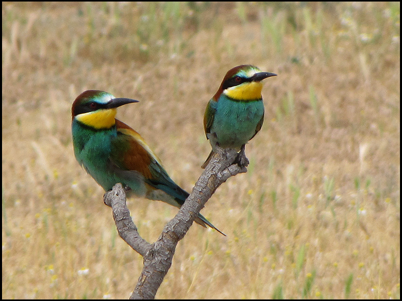European Bee-eaters.jpg