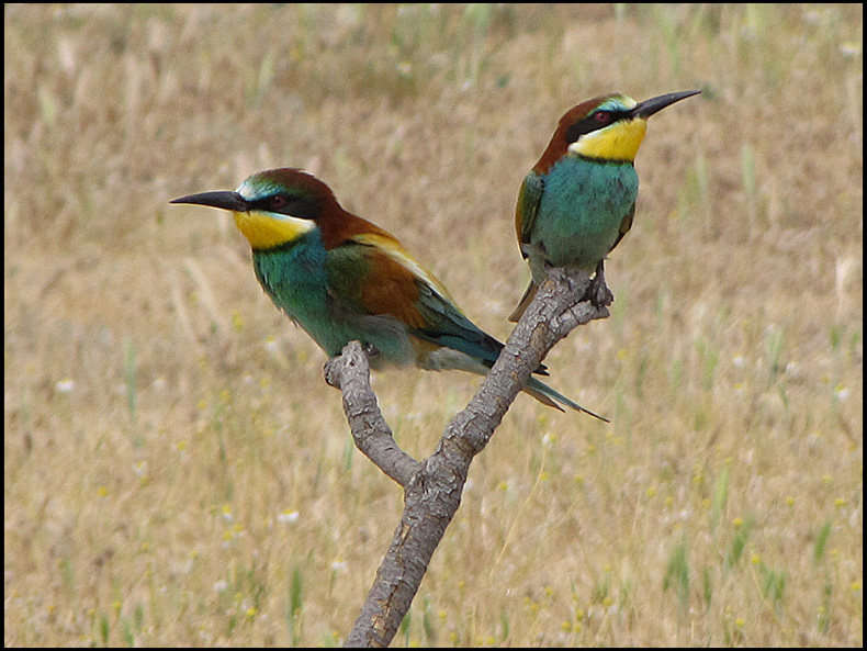 European Bee-eaters .jpg