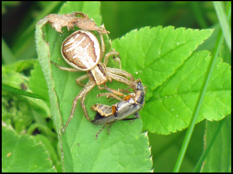 Allmn krabbspindel - Xysticus cristatus .jp