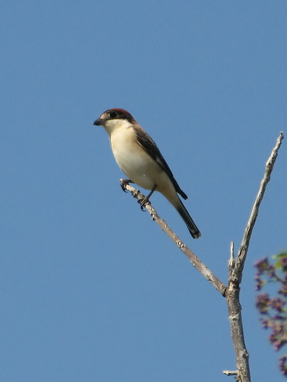 Woodchat Shrike.jpg