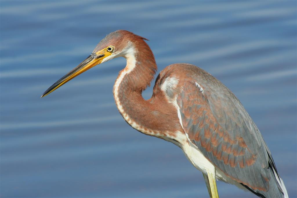 Juvenile Tricolored Heron
