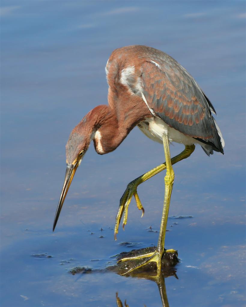 Juvenile Tricolored Heron