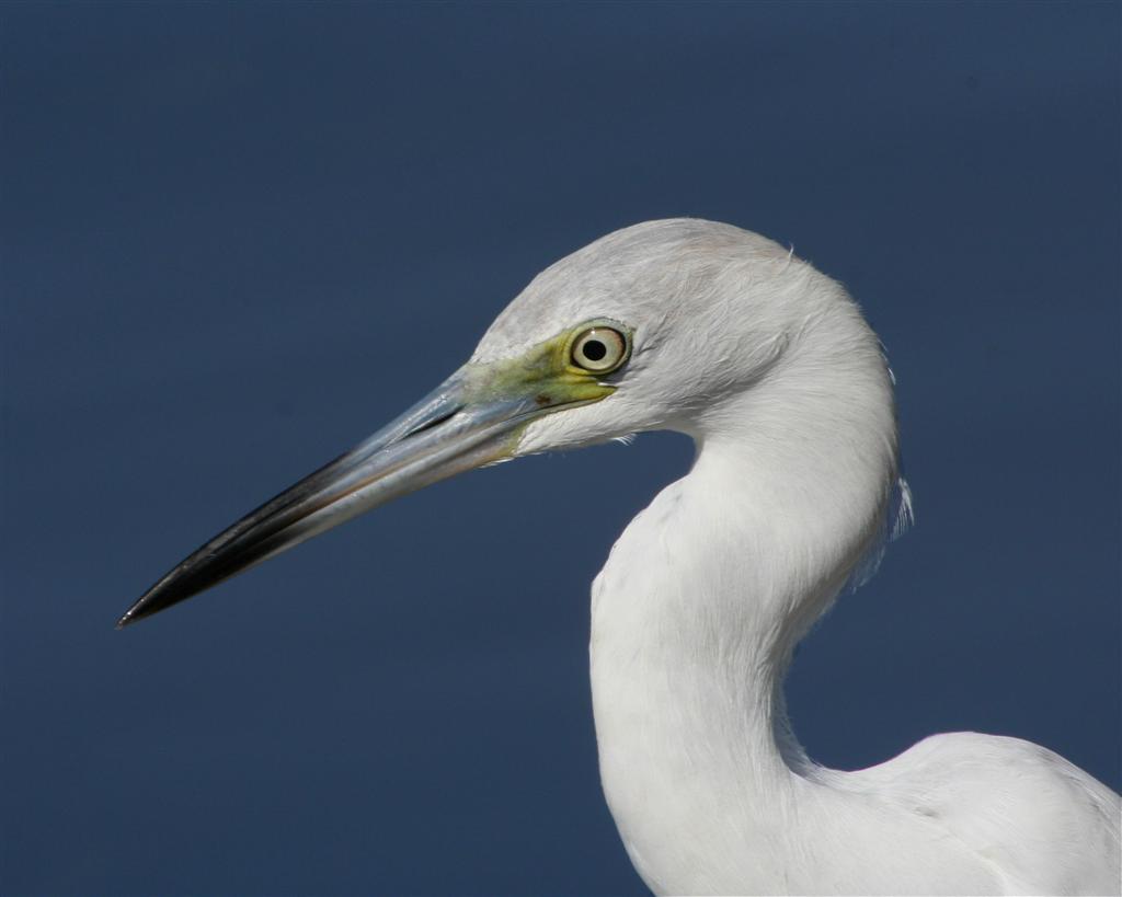Juvenile Little Blue Heron