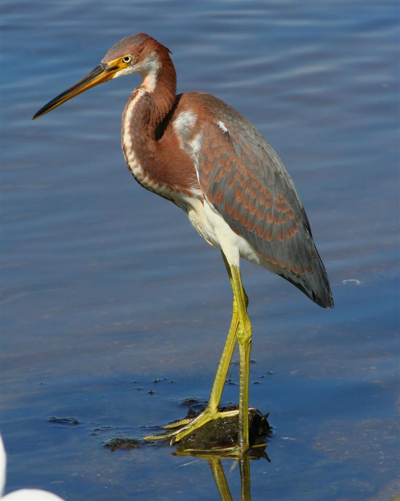Juvenile Tricolored Heron