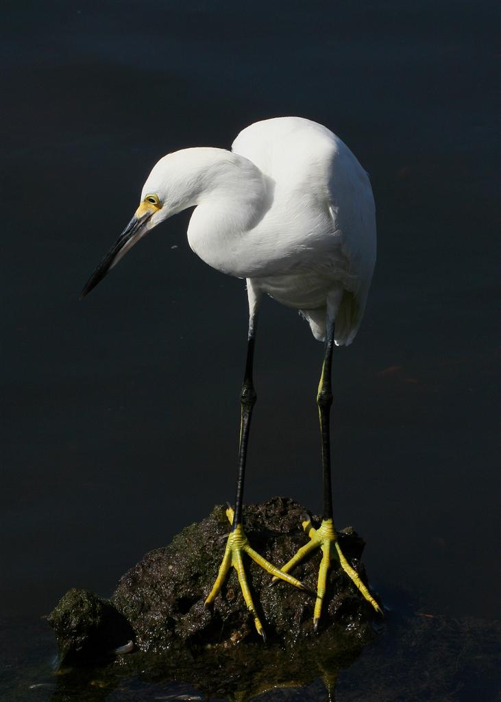 Snowy Egret