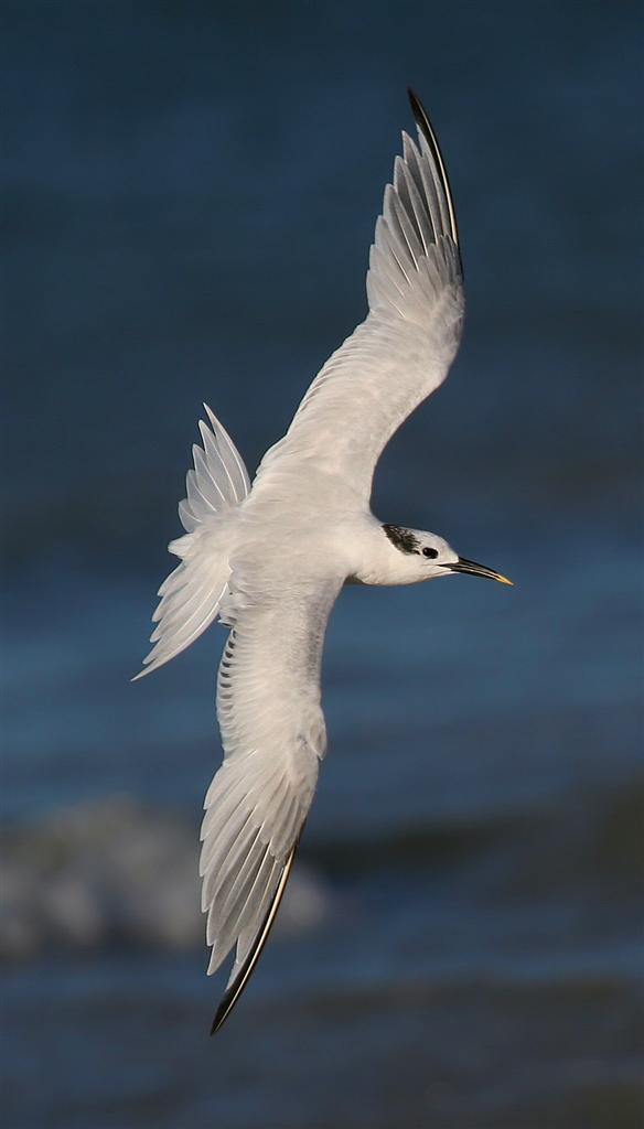 Sandwich Tern