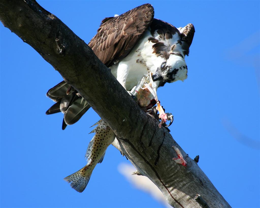 Osprey - First, Remove the Head