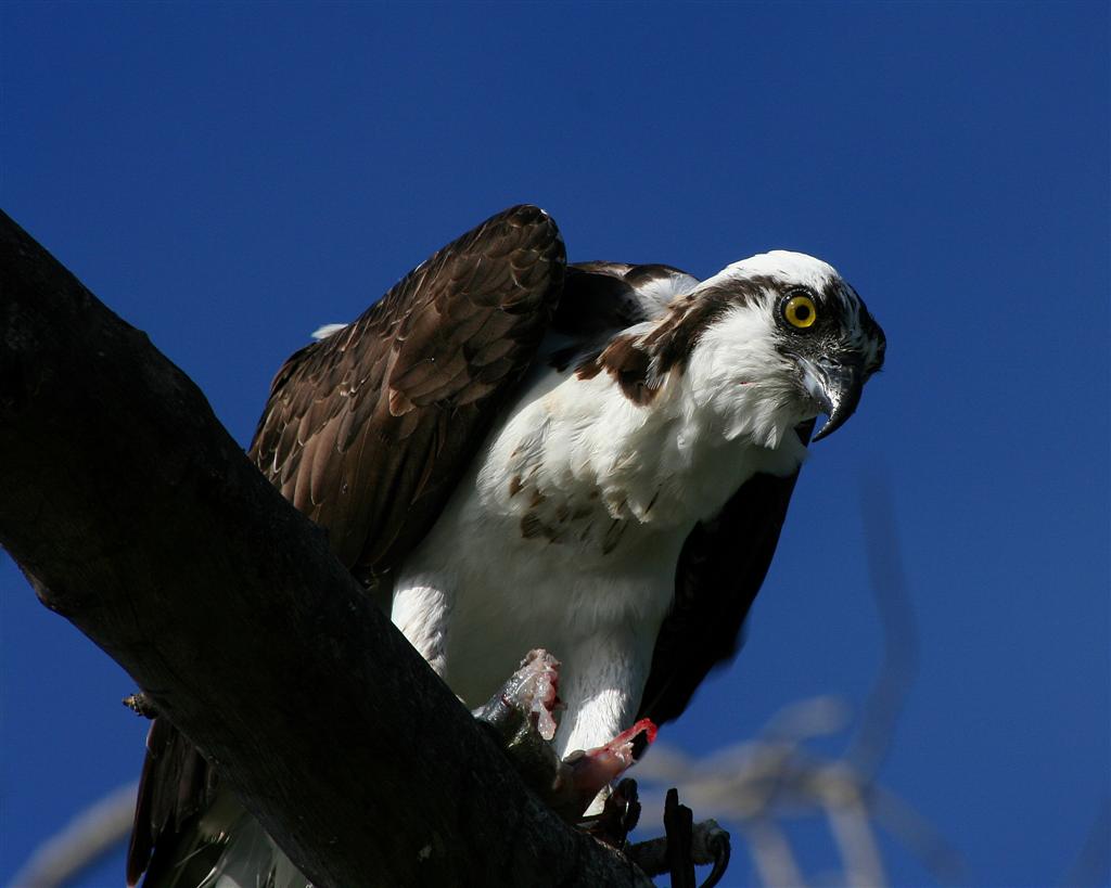 Osprey - Finally, Enjoy the Meal!