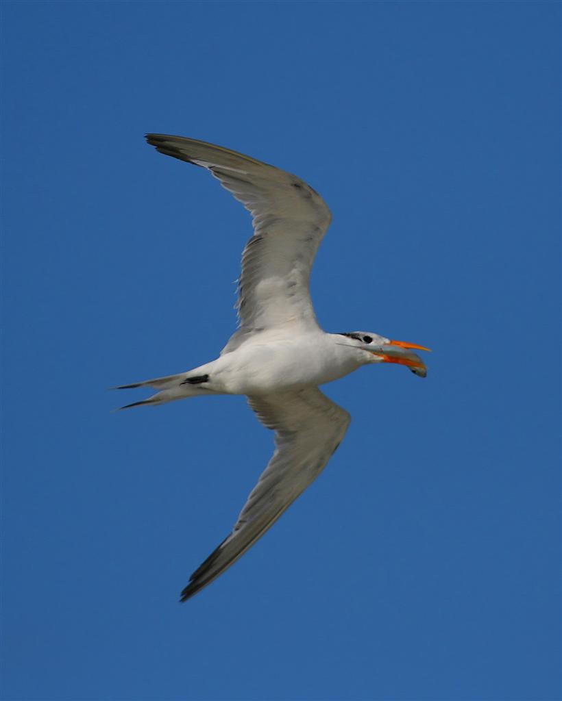 Royal Tern