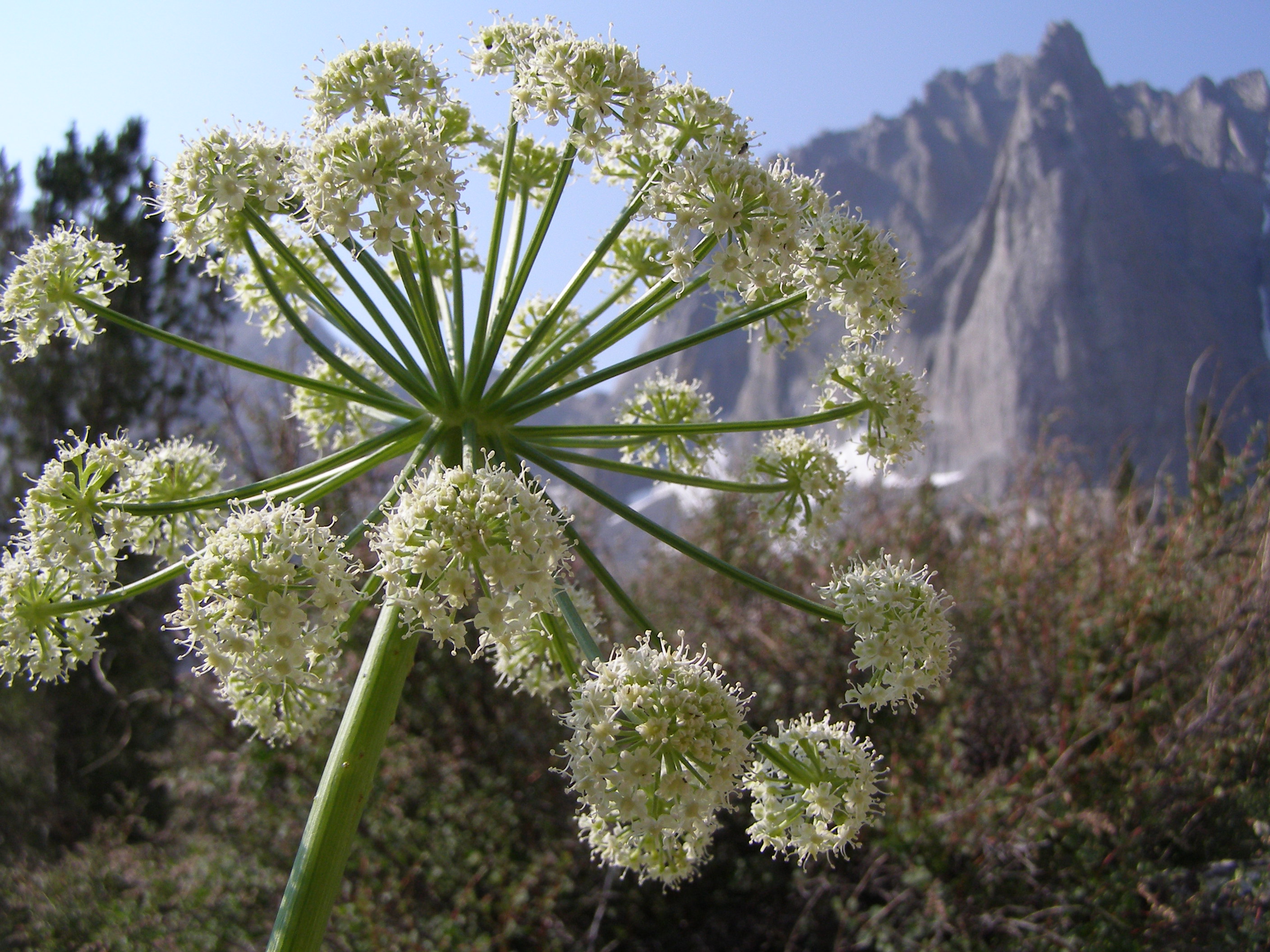 Eastern Sierra Wildflowers  13