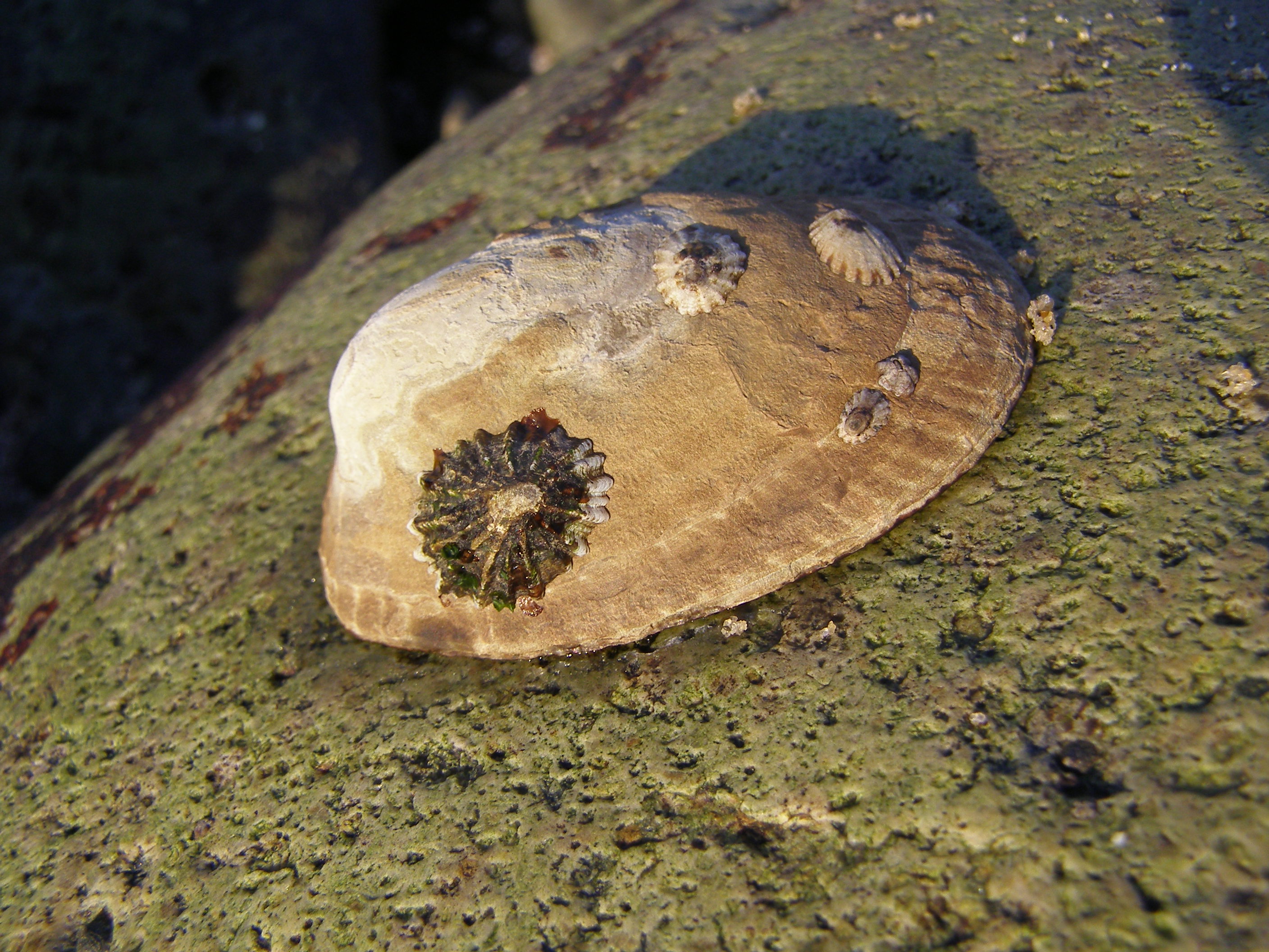 Owl Limpet, Lottia gigantea