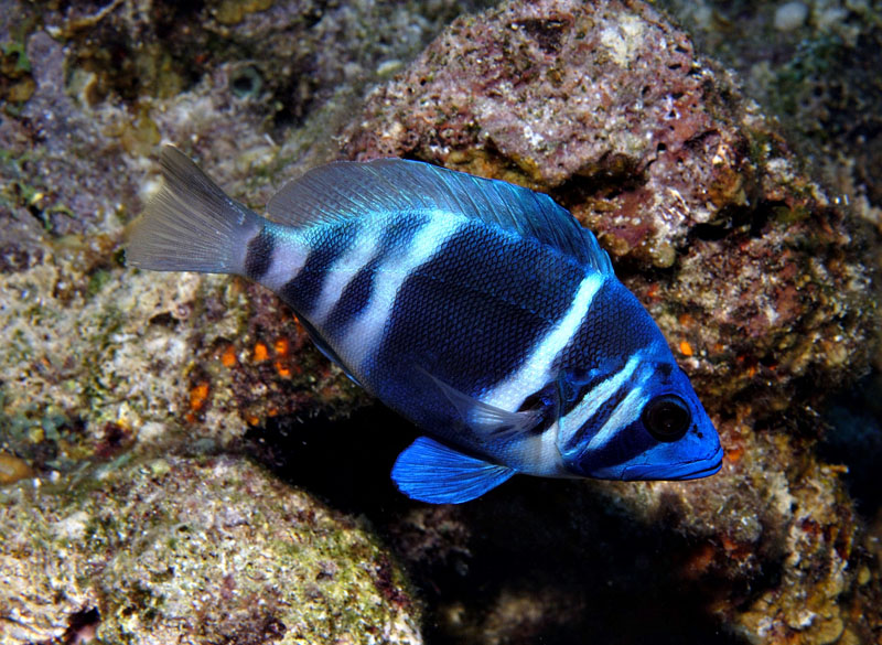 Indigo Hamlet