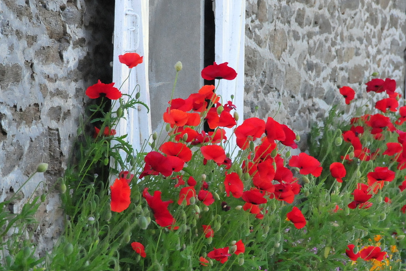 Coquelicots bretons