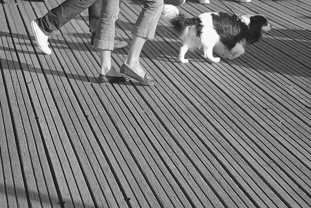 Hair on the planks.