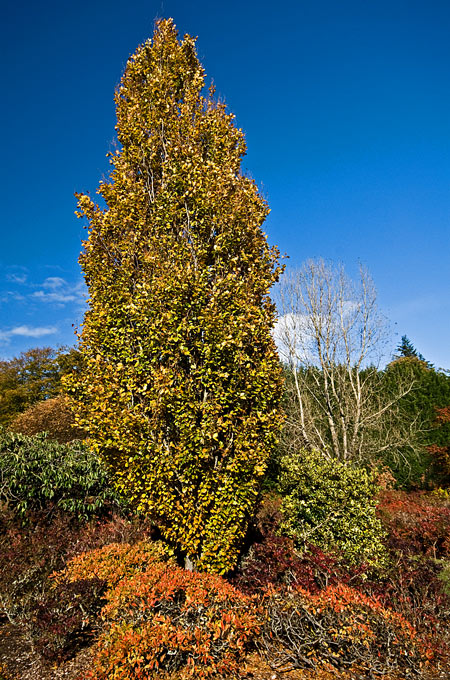 22_Oct_2008<br>Autumn Colour