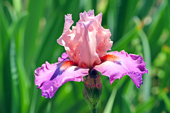 Iris_0998