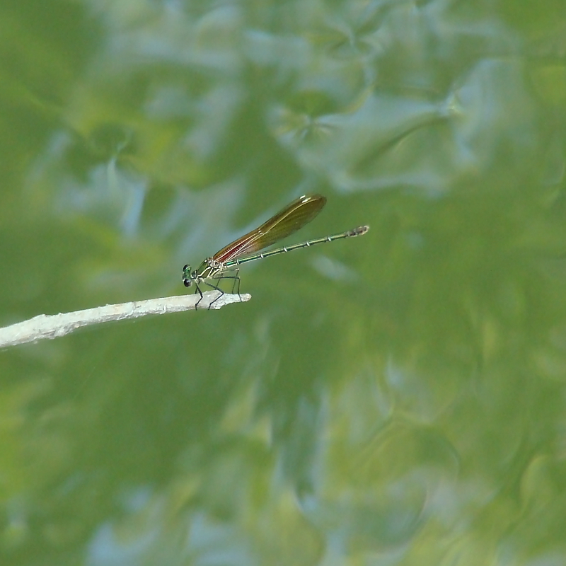 DSC01755.JPG
