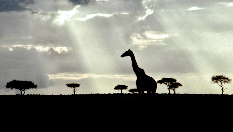 Giraffe Sillouette