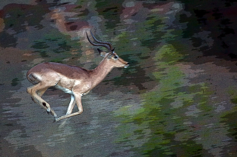 Male Impala Running