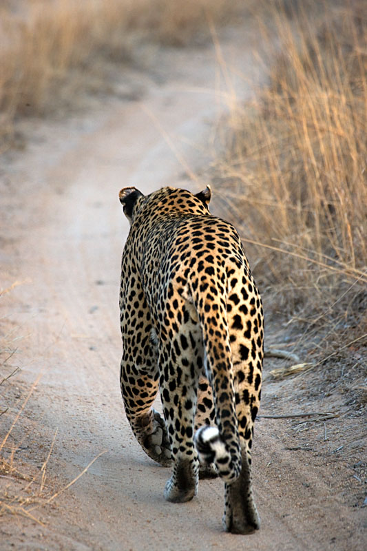 Leopard Stroll
