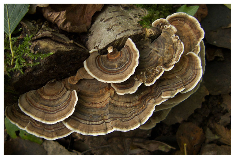 Trametes versicolor