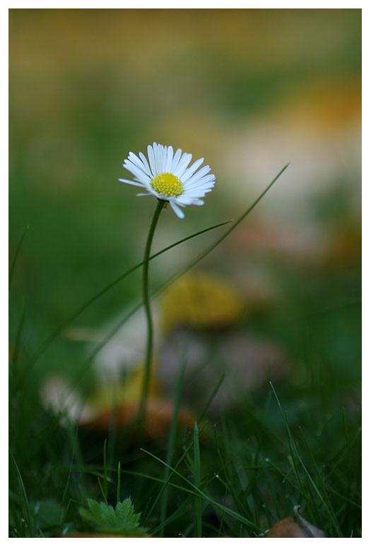 Bellis perennis