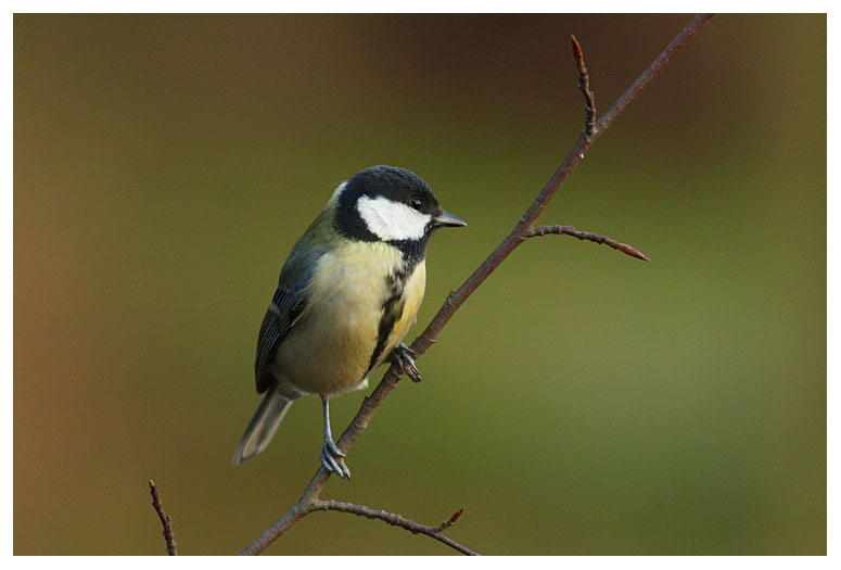 Great Tit