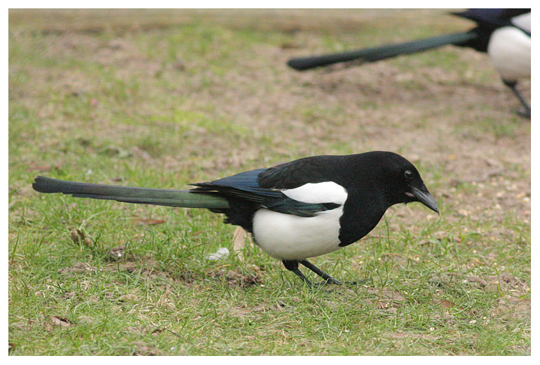 Magpie